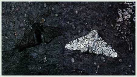 moths