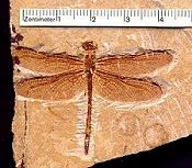 fossil